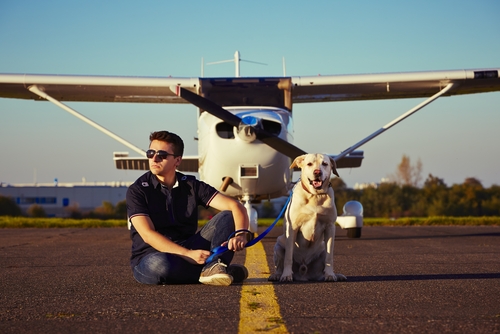 ビジネス航空プロジェクトによって救出犬