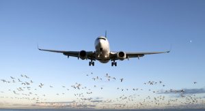 Bird Strikes in Aviation